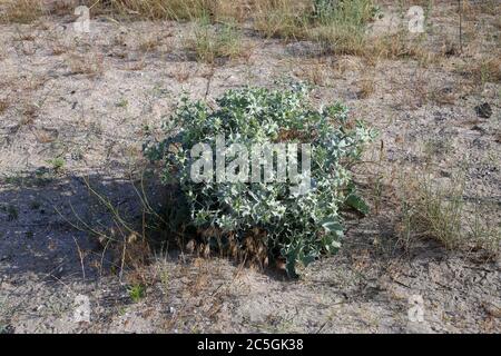 Eryngium maritimum, Sea Holly. Wild plant shot in summer. Stock Photo