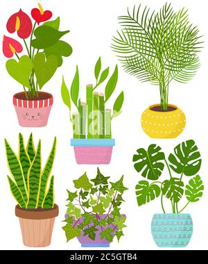 Vector set indoor house plant in pot. Flamingo lily, lucky bamboo, Areca palm, Snake plant, English Ivy, Monstera. Collection of flat styled hand draw Stock Vector