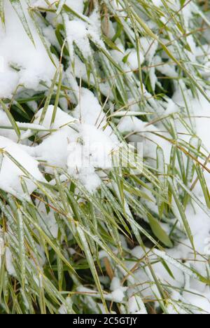 GartenBambus Fargesia murieliae Jumbo Stock Photo Alamy