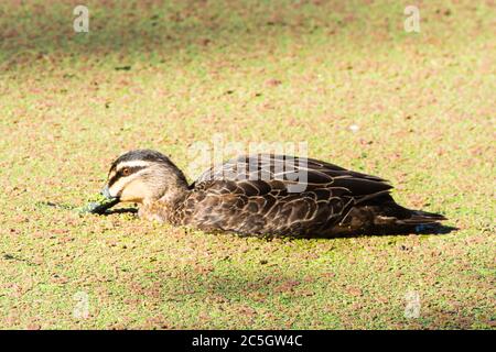 Pacific black duck, Anas superciliosa. Feeding on winter duck weed. Stock Photo