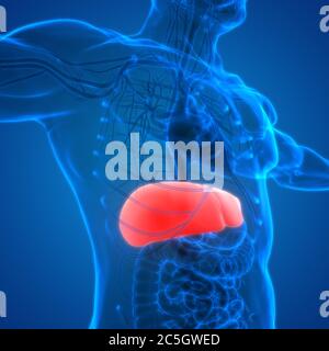 Human Internal Digestive Organ Liver Anatomy Stock Photo