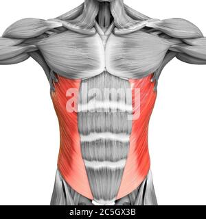 Anatomy of human abdominal muscles Stock Photo - Alamy