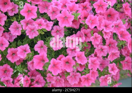 Petunie Petunia SURFINIA Hot Pink Stock Photo