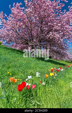 Colorful tulips on green meadow in front of pink flowering tree Stock Photo
