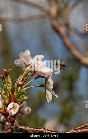 Honey bee flying towards pale pink cherry blossom in spring Stock Photo