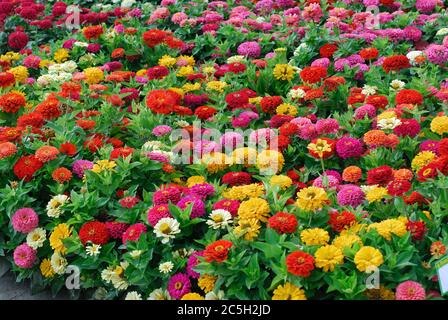 Zinnia elegans Dreamland Mix Stock Photo