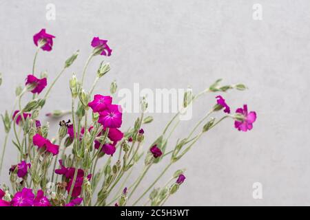 Wildflowers in vase in the interior Stock Photo