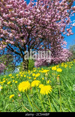 Dandelion flowers on green meadow in front of pink flowering tree Stock Photo