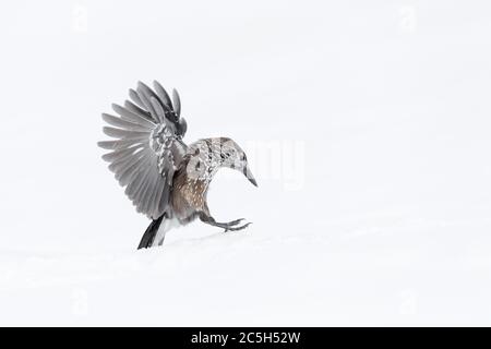 The spotted Nutcracker lands on snow (Nucifraga caryocatactes) Stock Photo