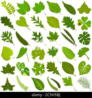 Hand drawn Summer green leaf, colorful illustration vector of green leaves doodle elements on white Stock Vector