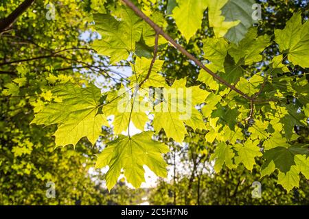 Light shining through green maple leaves in summer Stock Photo