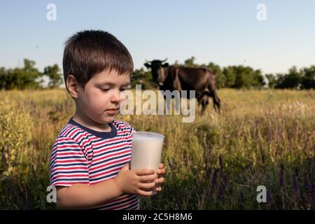 A small child boy in a striped bright T-shirt holds and drinks natural cow's milk against a black cow in a field. Children's food, milk in the diet of Stock Photo
