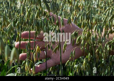 man's hand touches the ears of oats, a green field on a Sunny day, agriculture Stock Photo