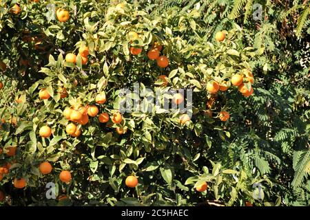 Oranges growing on trees in Cordoba Spain Stock Photo