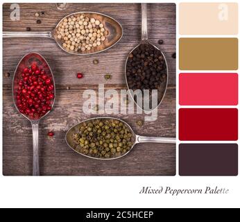 Silver spoons containing a variety of peppercorns, over old vintage style table, in a colour palette with complimentary colour swatches Stock Photo