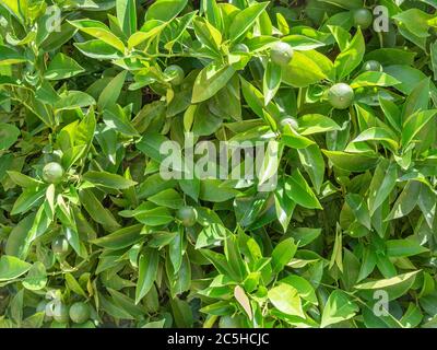 Lime tree on the  sunny day background  texture Stock Photo