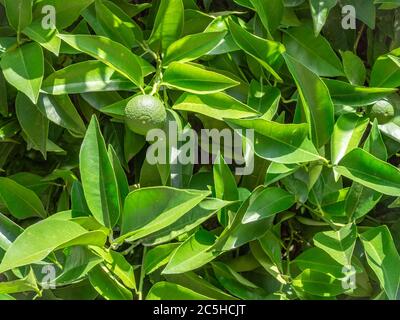 Lime tree on the  sunny day background  texture Stock Photo
