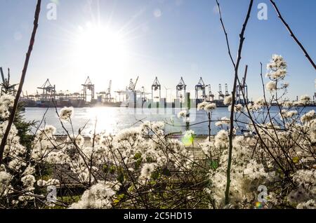 Sun above scenic harbor area with flowers in the foreground and port facilities in the background in Hamburg, Germany