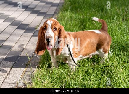 Basset Hound dog on a walk in the summer Stock Photo