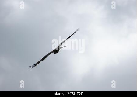 Black Kite Soaring in Africa Stock Photo