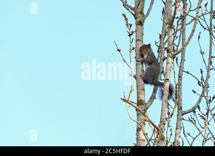 A Grey Squirrel hangs on to the trunk of a silver birch tree at the edge of a wood. Stock Photo
