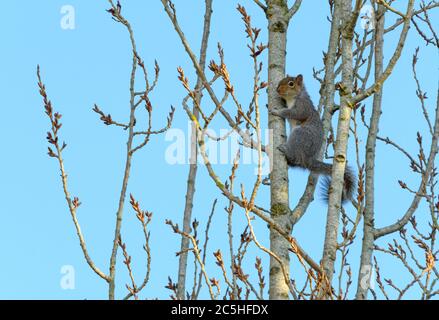 A grey squirell hangs on to the thin trunk of a tree Stock Photo
