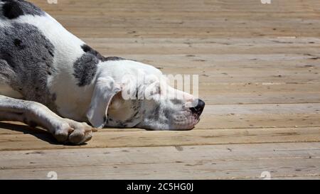 Great Dane snoozing on the deck in the afternoon sun. Space for your text. Stock Photo