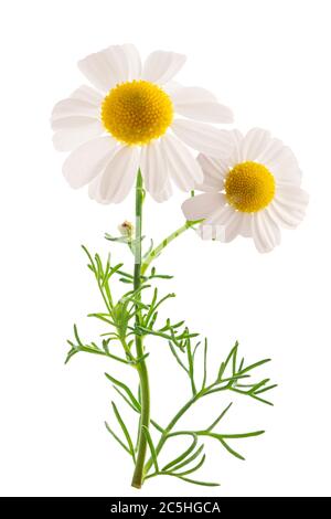 Chamomile plant isolated on white background Stock Photo