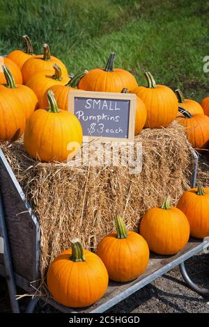 Pumpkins for sale at the roadside, displayed on hay bales in a wooden cart. Stock Photo