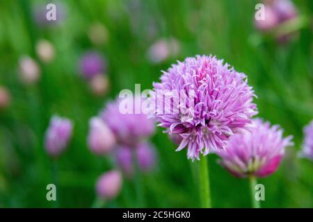 flowering onion chives in a garden Stock Photo