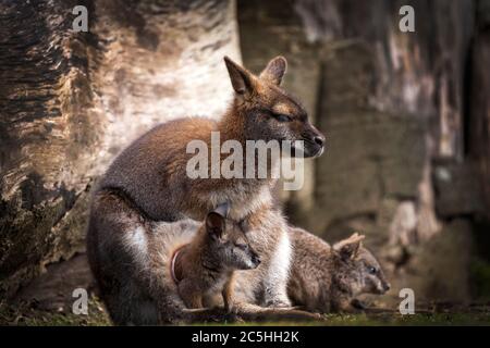 Wallaby doe and newborn joey in its pouch resting Stock Photo