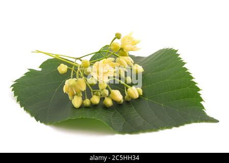 linden leaf with  flowers  isolated on white background Stock Photo