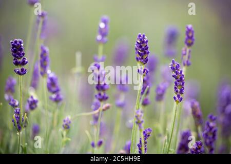 A shot of the lavender growing in the gardens of Belton House, National Trust property Stock Photo