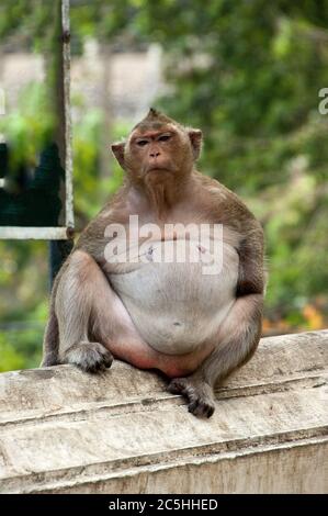 Monkey Giving Pose On Top Hill Stock Photo 1384665089 | Shutterstock