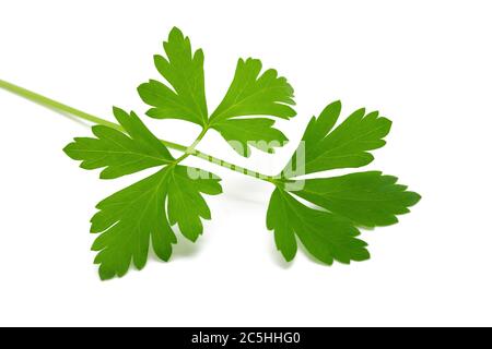 Fresh parsley sprig isolated  on white background Stock Photo