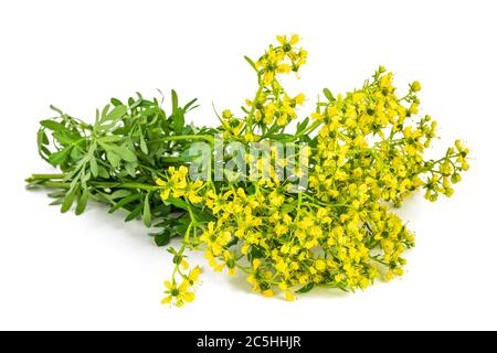 Herb of Grace flowers  isolated on white Stock Photo