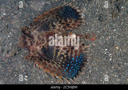 Flying Gurnard, Dactyloptena orientalis, with open pectoral fins, Retak Larry dive site, Lembeh Straits, Sulawesi, Indonesia Stock Photo