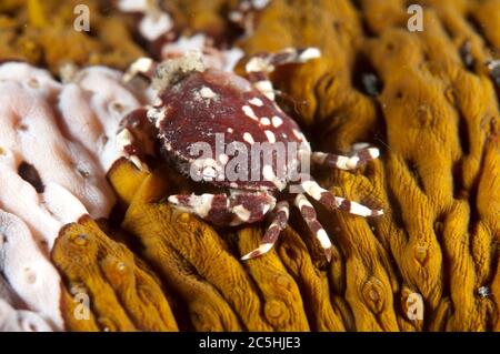Sea Cucumber Swimming Crab, Lissocarcinus orbicularis, on Leopard Sea Cucumber, Bohadschia argus, TK2 dive site, Lembeh Straits, Sulawesi, Indonesia Stock Photo