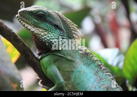 Green iguana lizard with spines along the ridge of his back climbing ...