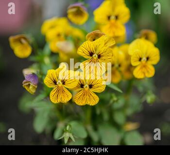 Flowers of violets in the garden. Selective focus. Stock Photo