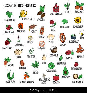 Hand-drawn plants flowers herbs fruits vegetables, oils. Cosmetic ingredients set. Vector collection of icons Stock Vector