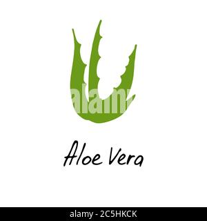 Aloe vera icon isolated on white background. Aloe vera flat icon for web site,app,banner and logo. Stock Vector