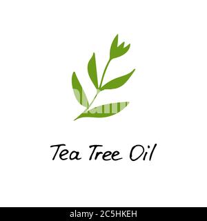 Tea Tree Plant. Cosmetic ingredient tea tree oil. Hand drawn icon for print and web. Vector graphic. Stock Vector