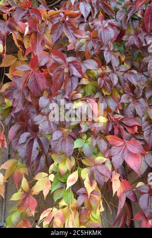 Wilder Wein Parthenocissus quinquefolia var. engelmannii