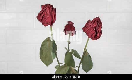 Three wilted roses on a white brick background. Dead dried old flowers in a vase. Stock Photo