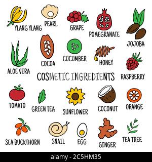 Hand-drawn plants flowers herbs fruits vegetables, oils. Cosmetic ingredients set. Vector collection of icons Stock Vector