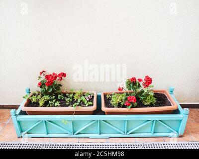 A plastic blue box with two pots of red geraniums stands on the floor near a white wall outdoor Stock Photo