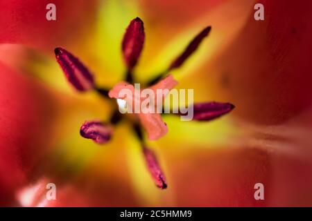 Macro photo inside a red and yellow tulip with pistil and stamens. Narrow depth of field Stock Photo