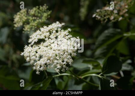 An Elderflower on a small Elder tree during the summer months in the UK Stock Photo