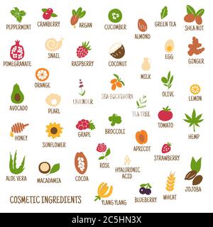 Hand-drawn plants flowers herbs fruits vegetables, oils. Cosmetic ingredients set. Vector collection of icons Stock Vector